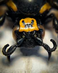 Attēlu rezultāti vaicājumam “Megalaria grossa”