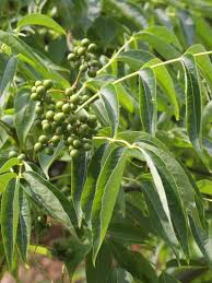 Attēlu rezultāti vaicājumam “Phellodendron amurense fruit”