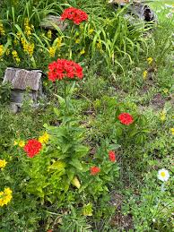 Image result for Lychnis chalcedonica `Dusky Salmon`