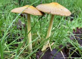 Attēlu rezultāti vaicājumam “Bolbitius vitellinus”