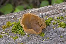 Attēlu rezultāti vaicājumam “Peziza repanda”