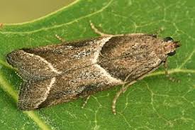 Attēlu rezultāti vaicājumam “Nyctegretis lineana”