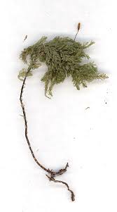 Attēlu rezultāti vaicājumam “Thamnobryum subserratum”