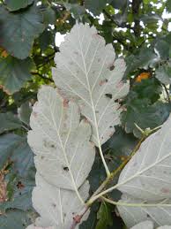 Attēlu rezultāti vaicājumam “Sorbus intermedia leaf”