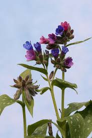 Attēlu rezultāti vaicājumam “Pulmonaria officinalis”