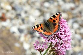 Attēlu rezultāti vaicājumam “Aglais urticae underside”