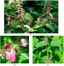 Attēlu rezultāti vaicājumam “Stachys sylvatica bud”