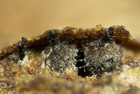 Attēlu rezultāti vaicājumam “Melanospora lagenaria”