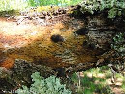 Attēlu rezultāti vaicājumam “Reticularia jurana”