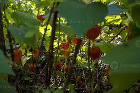 Attēlu rezultāti vaicājumam “Physalis alkekengi leaf”