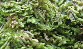 Attēlu rezultāti vaicājumam “Lejeunea cavifolia”