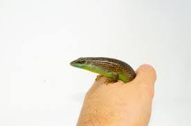 Risultati immagini per dasia smaragdina