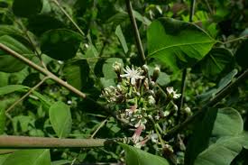 Attēlu rezultāti vaicājumam “Gymnocladus dioicus flower”
