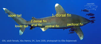 Image result for Carcharhinus longimanus