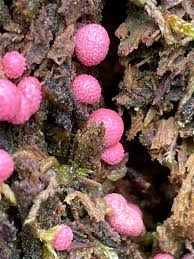 Attēlu rezultāti vaicājumam “Lycogala roseosporum”