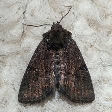 Attēlu rezultāti vaicājumam “Oligia sp.”