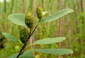 Attēlu rezultāti vaicājumam “Betula humilis”