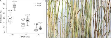 Attēlu rezultāti vaicājumam “Puccinia agrostidis”