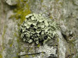 Attēlu rezultāti vaicājumam “Ramalina fastigiata”