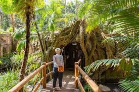 「Mt. Tamborine」的圖片搜尋結果