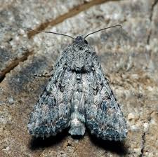 Attēlu rezultāti vaicājumam “Hadula trifolii larva”