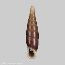 Attēlu rezultāti vaicājumam “Clausiliidae”