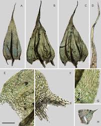 Attēlu rezultāti vaicājumam “Brachythecium rivulare sporophyte”