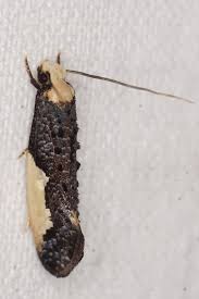 Attēlu rezultāti vaicājumam “Monopis monachella”