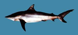 Image result for Carcharhinus limbatus