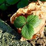 Attēlu rezultāti vaicājumam “Fragaria viridis fruit”