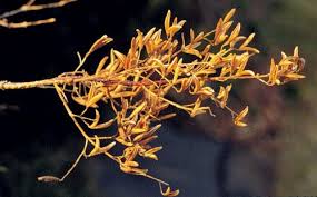 Attēlu rezultāti vaicājumam “Syringa vulgaris fruit”