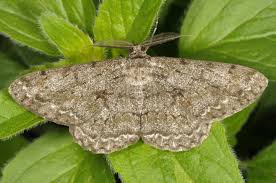 Attēlu rezultāti vaicājumam “Hypomecis punctinalis”