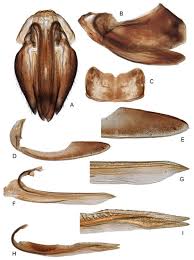 Attēlu rezultāti vaicājumam “Planaphrodes sp.”
