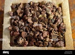 Attēlu rezultāti vaicājumam “Potentilla erecta fruit”