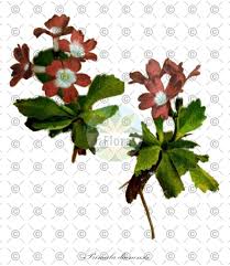 Attēlu rezultāti vaicājumam “Primula farinosa fruit”