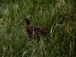 Attēlu rezultāti vaicājumam “Tetrao urogallus female”