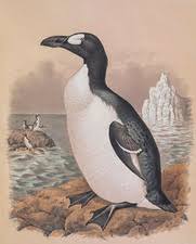 Image result for Pinguinus impennis