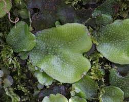 Attēlu rezultāti vaicājumam “Conocephalum”