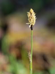Attēlu rezultāti vaicājumam “Carex pilosa flower”
