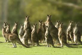 Image result for Reading Kangaroos