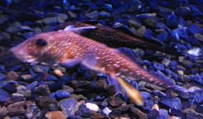 Image result for Hydrolagus colliei