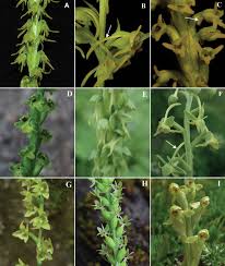 Attēlu rezultāti vaicājumam “Herminium monorchis”