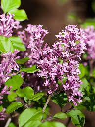 Image result for flieder