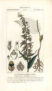 Attēlu rezultāti vaicājumam “Epipactis helleborine”