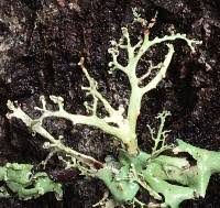 Attēlu rezultāti vaicājumam “Ramalina pollinaria”
