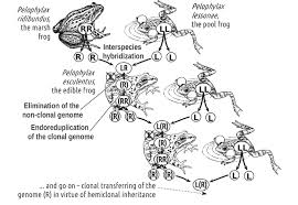 Attēlu rezultāti vaicājumam “Pelophylax”
