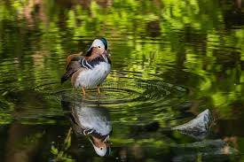 Attēlu rezultāti vaicājumam “Aix galericulata male”