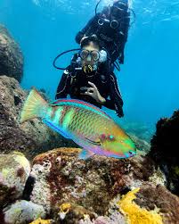 Image result for Scarus zelindae