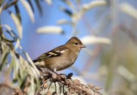 Attēlu rezultāti vaicājumam “Fringilla coelebs female”