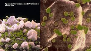 Image result for фотография вируса вич